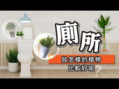 廁所放的植物|綠化廁所總是失敗收場？養在廁所浴室裡的植物，選這。